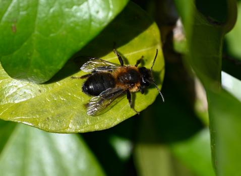 Andrena scotica agg., late March 2025.