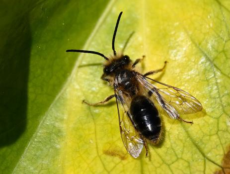 Andrena scotica agg., late March 2025.