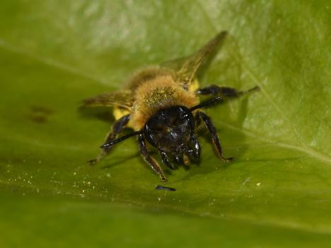 Andrena scotica agg. (female), late March 2025. (Photo credit: Stuart MA Ball.)
