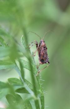 The Ant Damsel Bug feeds on insect eggs, aphids, and small caterpillars.