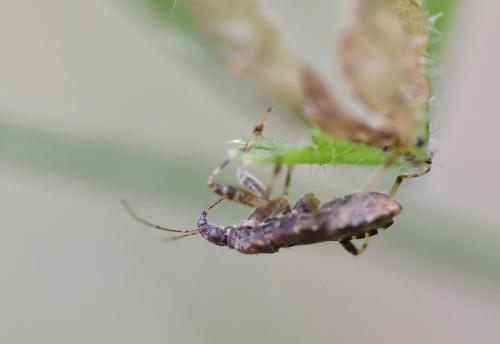 The early instar larvae of the Ant Damsel Bug look like ants.  