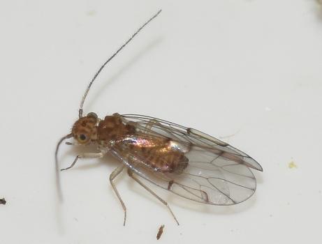 Barkfly, Ectopsocus briggsi, Heene Cemetery, November 2025.