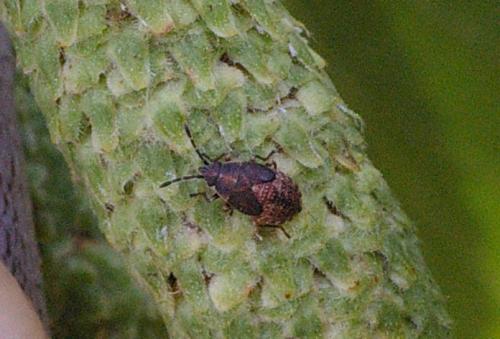 Adult Birch Catkin Bugs overwinter and emerge to breed in early spring. Nymphs appear between March and September.