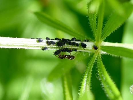 Ants have a symbiotic relationship with aphids. It is often said that the former farm the latter.
