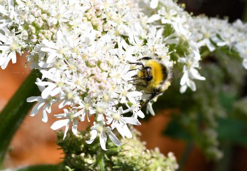 The honey and bumble bees are social insects, whereas all other bees are solitary.