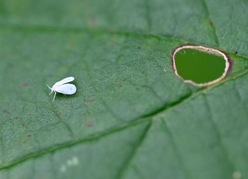 Brassica Whitefly, Heene Cemetery, October 2024.