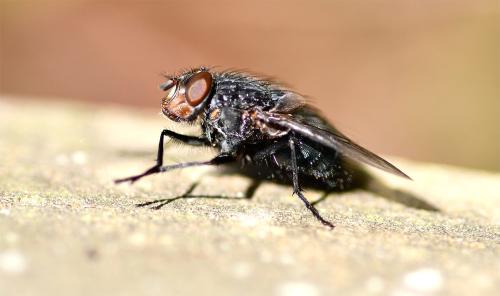 This is the most common Blow-fly in the S.E. of England and can occur in any month if the weather is sufficiently warm.