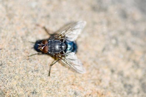 This Blowfly was photographed soaking up the autumn sun at the beginning of November.