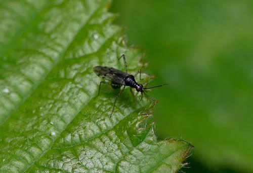 It is a bug that favours plants such as Hedge Woundwort, Common Nettle, Hemp-nettle and Herb Robert.