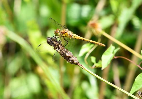 The Common Darter is a renown percher, lurking on twigs for a passing meal, which is probably what this individual is doing.