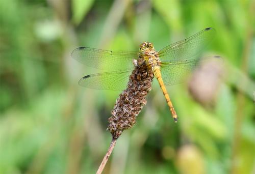 The Common Darter is one of Britain's smaller dragonflies.