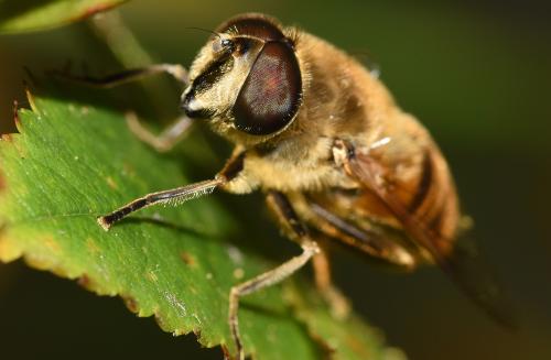 Male Eristalis tenax, Heene Cemetery, October 2025.