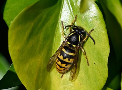 The Common Wasp has a characteristic pattern of yellow and black bands down the abdomen and an anchor-shaped mark on its face.