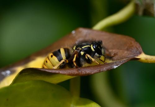 As key predators of other invertebrates wasps are extremely important in maintaining a balanced ecosystem.
