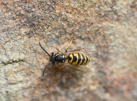 The Common Wasp has a characteristic pattern of yellow and black bands down the abdomen and an anchor-shaped mark on its face.