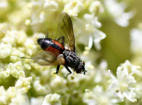 This tachinid fly grows to between 5 and 10 millimetres.