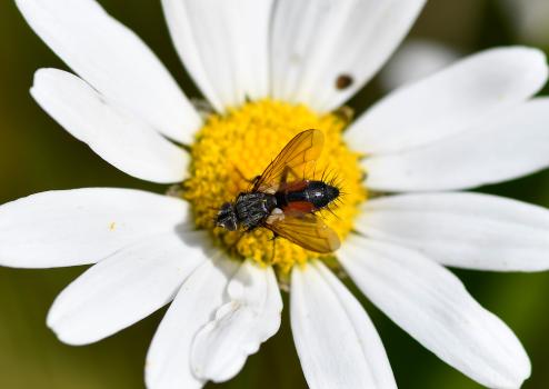 This fly was seen on a number of occasions on the same day in late July.