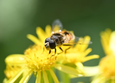 This hoverfly is between 7 and 10 millimetres in length.