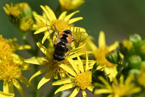 This hoverfly visits knapweeds, ragworts, thistles and umbellifers.