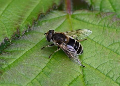 Female Eristalis arbustorum, Heene Cemetery, early May 2025.