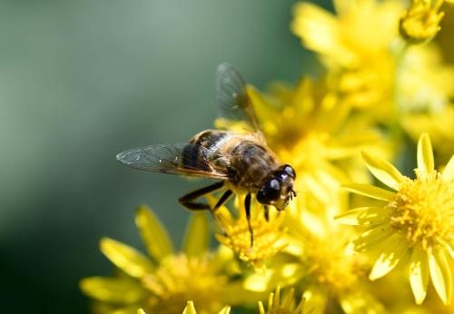 Look closely and you'll not see the two pairs of wings that bees have, nor the 'waist' typical of bees, nor the stinger. They also have curved rear tibia as can be seen in this photograph.
