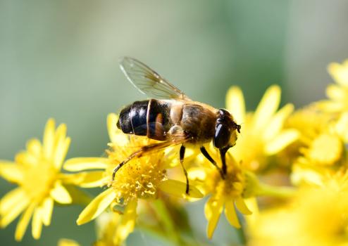 Common Drone Flies have one pair of wings, no 'waist' and no stinger.