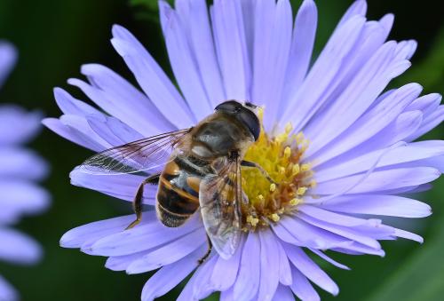 Male Eristalis tenax, September 2024.