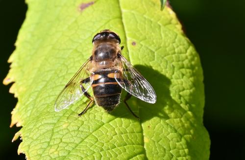 Female Eristalis tenax, September 2024.