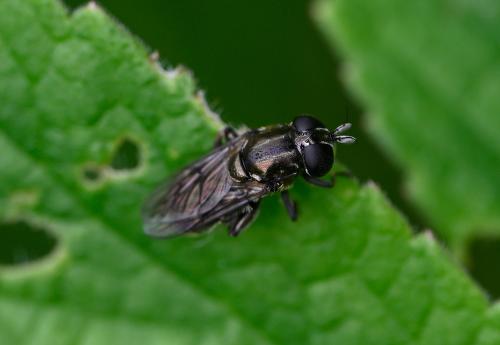 Eumerus funeralis, Heene Cemetery, late May 2025.
