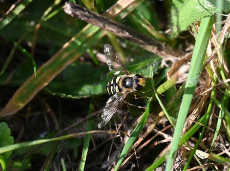 The Common Spotted Field Syrph hoverfly has small Y-shaped mark between the eyes and above the antennae.