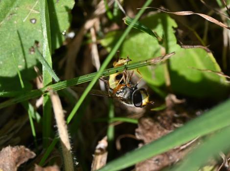 This photograph shows a female Common Spotted Field Syrph laying eggs on a blade of grass - in early October 2023.