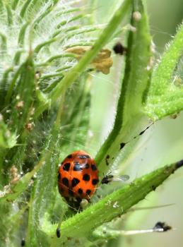 The black spots of this common species, the Eyed Ladybird, have pale rings around them. There are usually 18.
