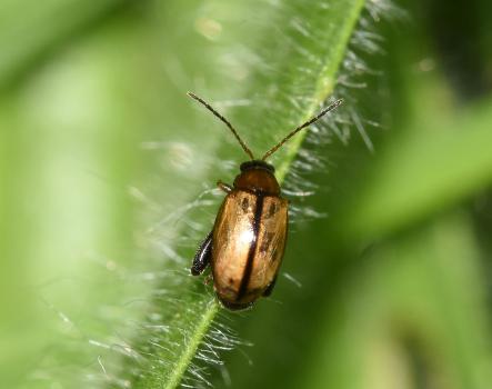 Its brown elytra with a central dark stripe, along with the relative paleness of the lower antennal segments, suggests that this may be Longitarsus suturella. (Photo credit: Stuart MA Ball.)