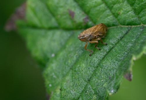 Nymphs of these insects produce 'Cuckoo spit' froth to shield themselves from predators and prevent themselves from drying out.