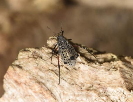 The Giant Willow Aphid is an unusually large aphid, up to 6 millimetres long.