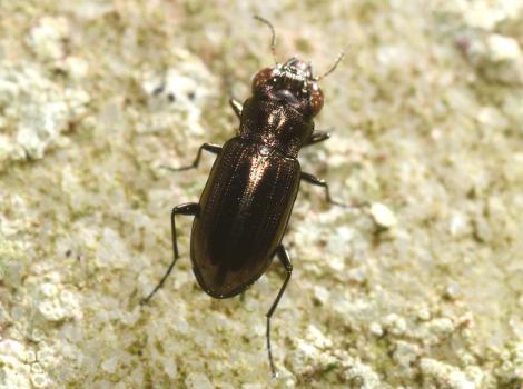Although these beetles can fly, they are rarely seen doing so and are more likely to be seen climbing tree trunks in search of prey.