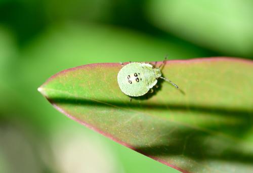 This photograph shows a mid-instar nymph of the Hawthorn Shieldbug. Adults are larger, longer and darker, with fully-developed wings.