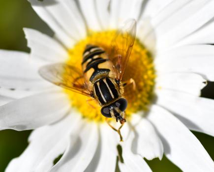 This is the UK's most common hoverfly, and is active in the cemetery from April until October.