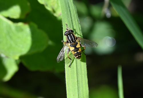 The common English name for this hoverfly is the 'Tiger Hoverfly' or even 'The Footballer', the latter for obvious reasons.