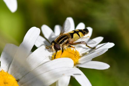 Helophilus trivittatus is larger and longer than other hoverflies, so usually stands out even to a casual observer.