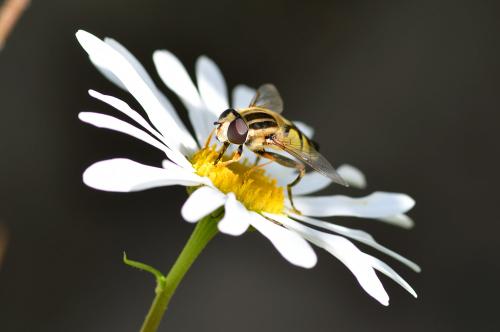 Helophilus trivittatus is larger and longer than other hoverflies, so usually stands out even to a casual observer.
