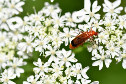 Red Soldier Beetle or Hogweed Bonking Beetle is a common beetle seen on hogweed flowers from May until August.