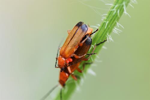 Red Soldier Beetle or Hogweed Bonking Beetle were named after the British 'red-coat' soldier.