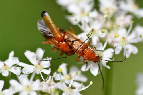 True to form, this couple of Bonking Hogweed Beetles are on a Hogweed flower.
