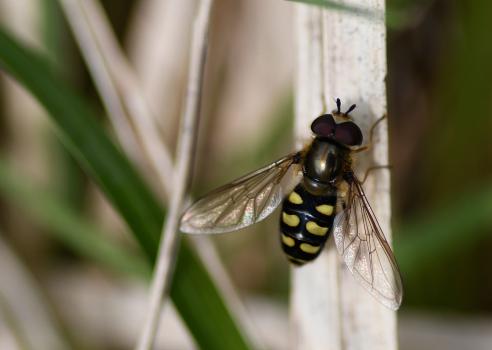 The Common Spotted Field Syrph hoverfly has small Y-shaped mark between the eyes and above the antennae.