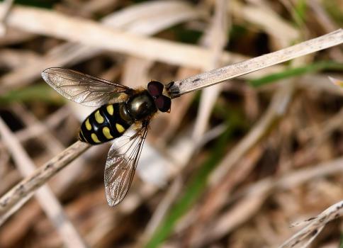 This is a migratory species that is now well-established in the southern part of Britain.
