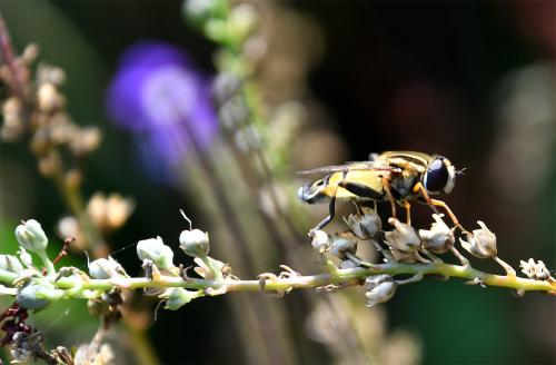 Helophilus trivittatus is larger and longer than other hoverflies, so usually stands out even to a casual observer.