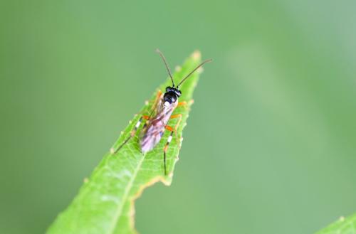 Diplazon laetatorius is a parasitoid ichneumon wasp that specializes in laying eggs in hoverfly larvae.