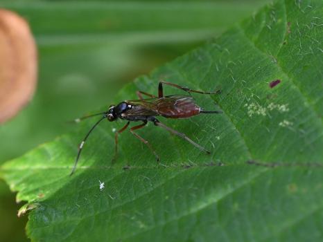 As with many of the ichneumon wasps seen in the cemetery, their favourite hunting ground is in a patch of Rosebay Willowherbs.