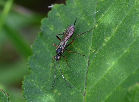 This ichneumon wasp is a member of the Cryptinae subfamily (consisting of perhaps 20 members).
